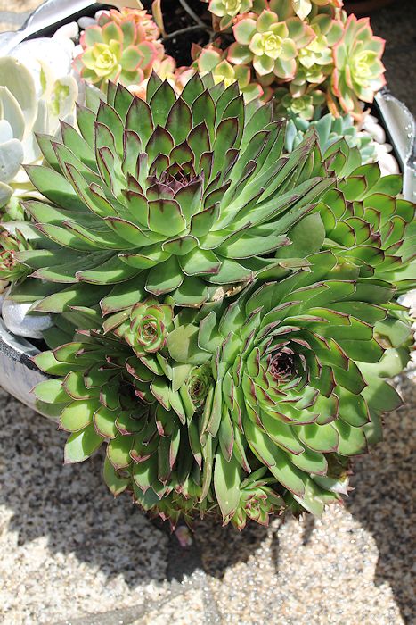 SEMPERVIVIUM+CANON+EOS+1100D+12+JUNIO+2012.JPG