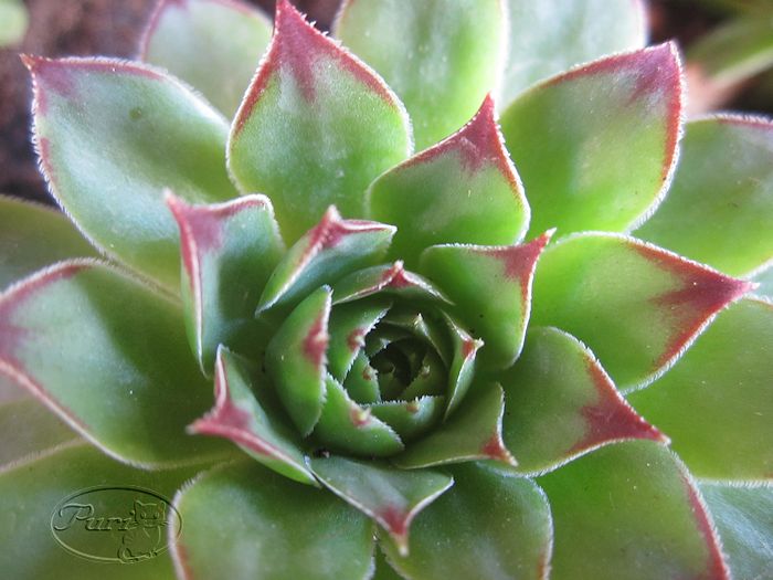 sempervivium+tectorum.jpg