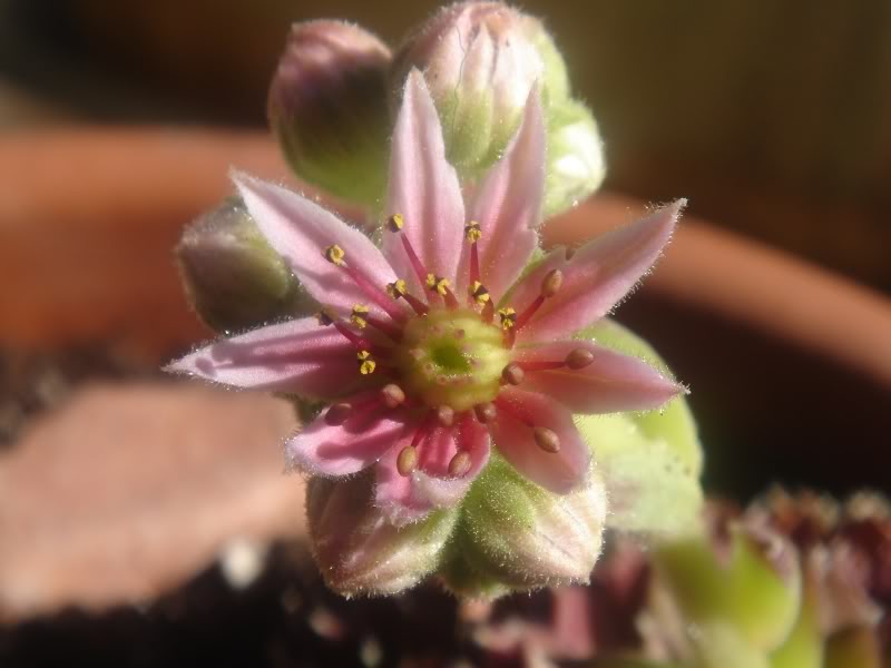 Sempervivum-1.jpg