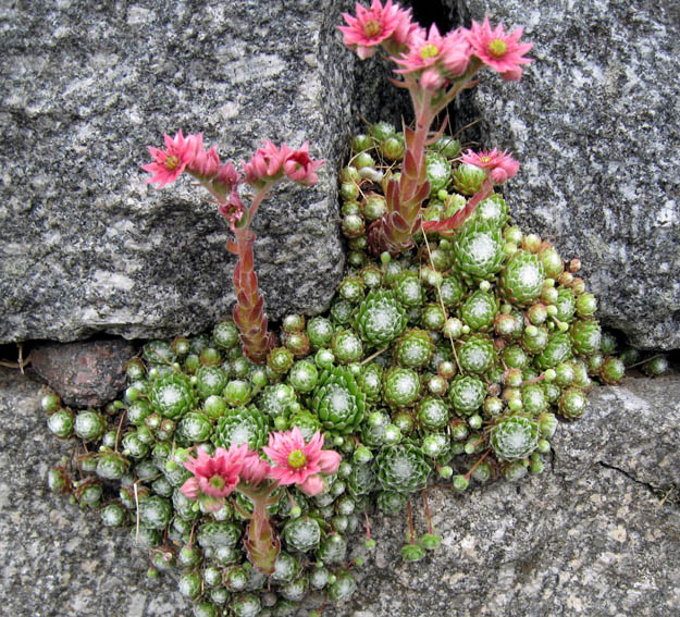 Sempervivum%20arachnoideum%2024-6-07%20051.jpg