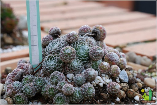 Sempervivum%20arachnoideum%20A101%202011%2002%2013%2004.JPG