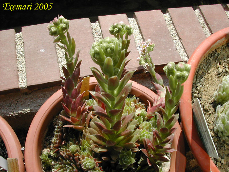 Sempervivum%20Silberkarneol%20Iturriaran%20copiar.jpg