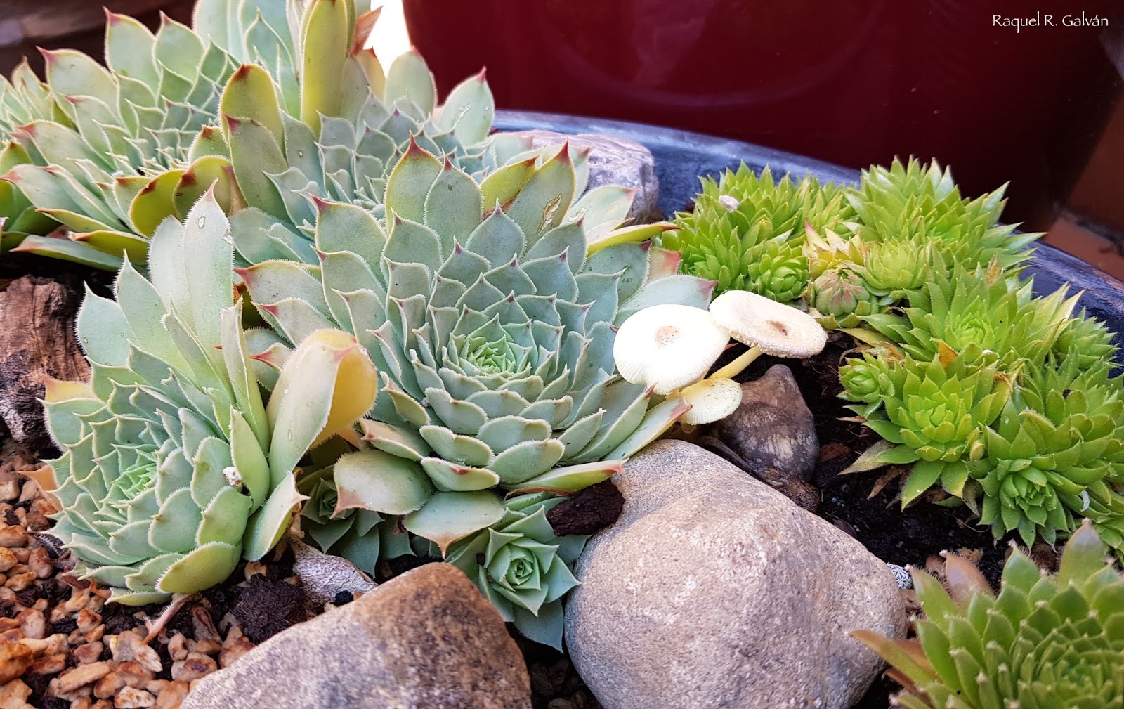 Sempervivum%2Bchampin%25CC%2583o%25CC%2581n2.jpg