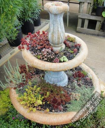 Sempervivum-along-with-other-plants-in-display.jpg