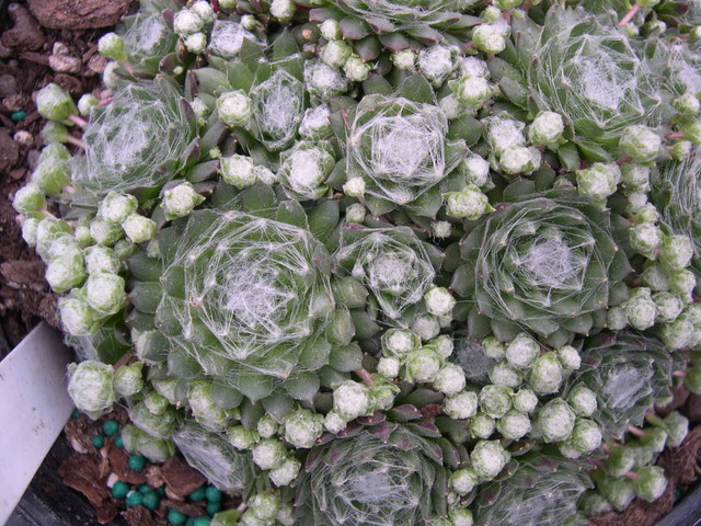 Sempervivum+arachnoideum+bryoides.jpg