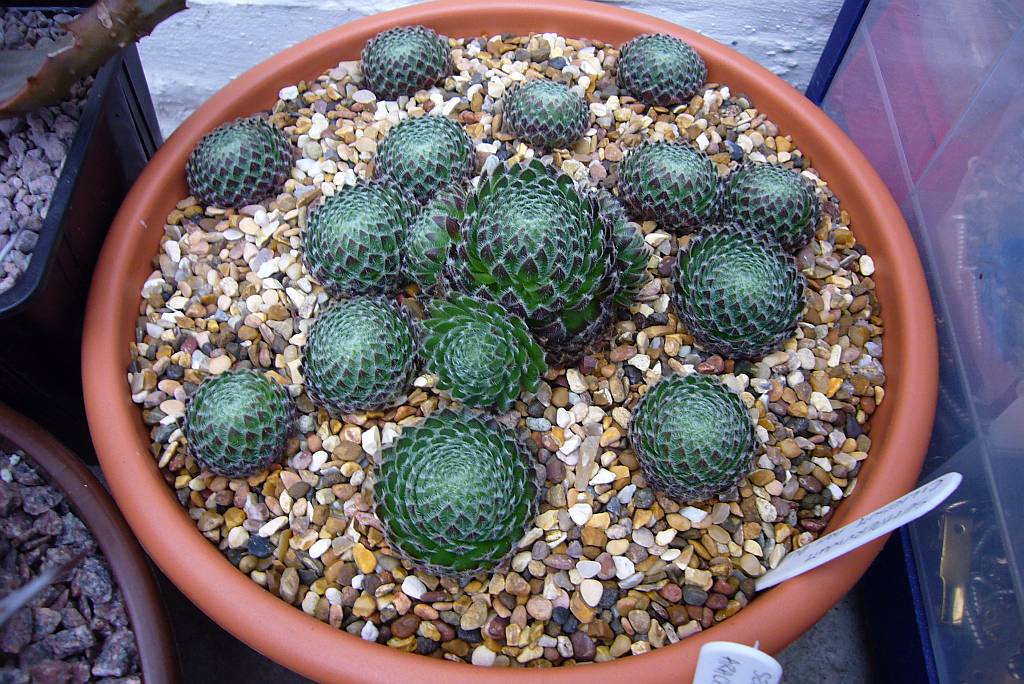 sempervivum-ciliosum-03-nov10.jpg