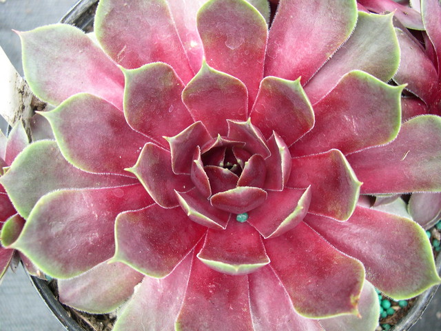 Sempervivum+Fuego.jpg