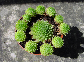 Sempervivum.jpg