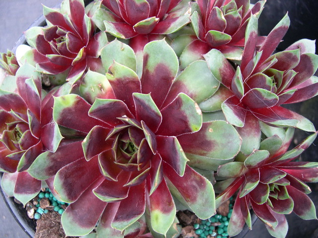 Sempervivum+Jungle+Fires.jpg
