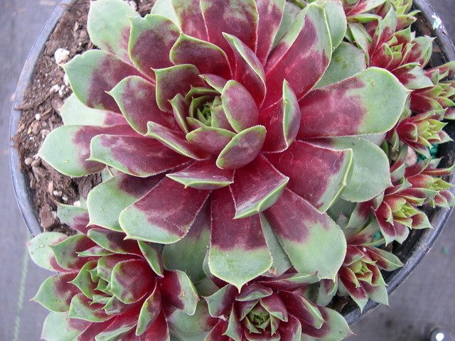 Sempervivum+Mystic.jpg