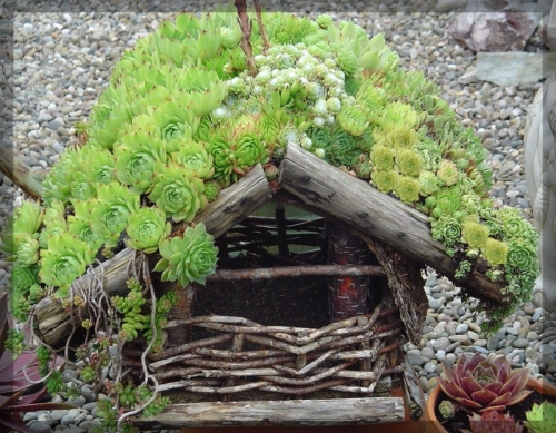 sempervivum-startbild2.jpg