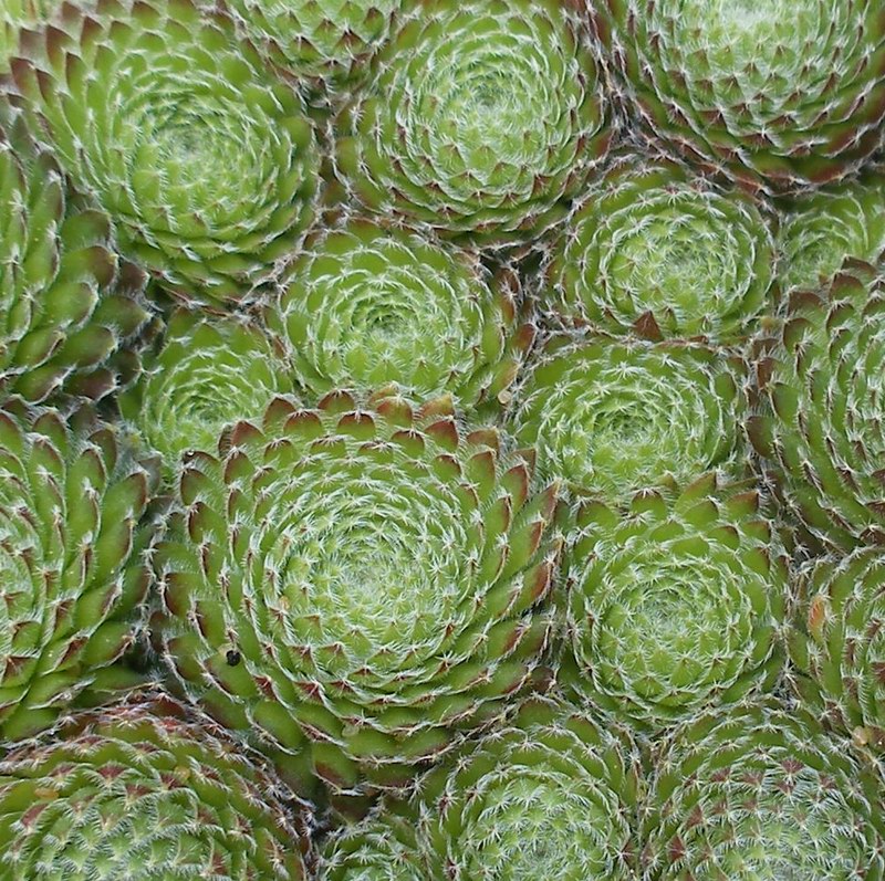 Sempervivum_ciliosum.jpg