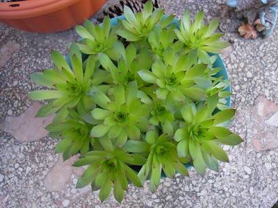 sempervivum_t_19-02-07.JPG