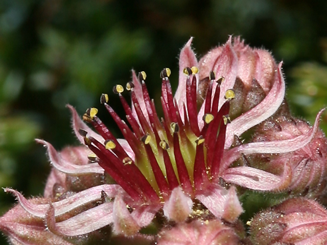 sempervivum_vicentei_08.jpg