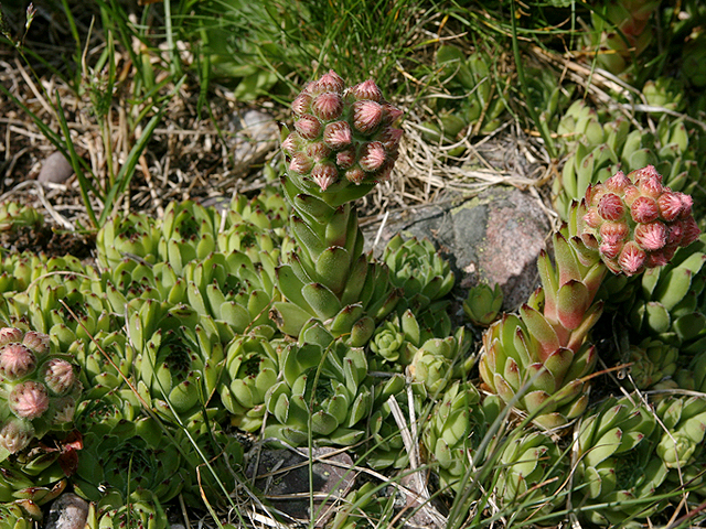 sempervivum_vicentei_09.jpg