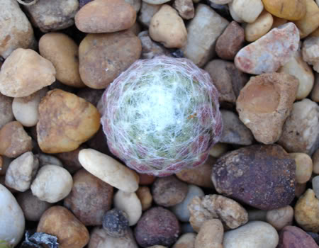 sempervivumarachnoideum06_2008.jpg