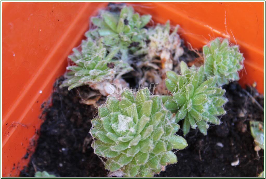 Sempervivumarachnoideum_zps24878faa.jpg