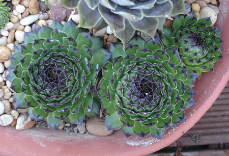 sempervivumsp106_2008.jpg