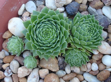 sempervivumsp206_2008.jpg