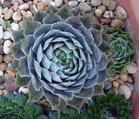 sempervivumsp306_2008.jpg