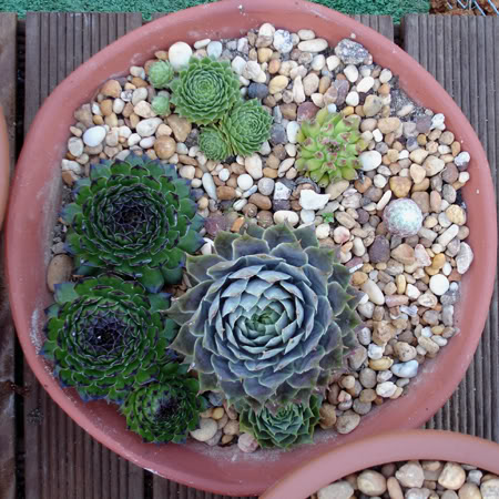 sempervivumtaca06_2008.jpg