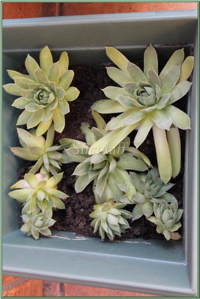 Sempervivumtectorum_zps4485db8d.jpg
