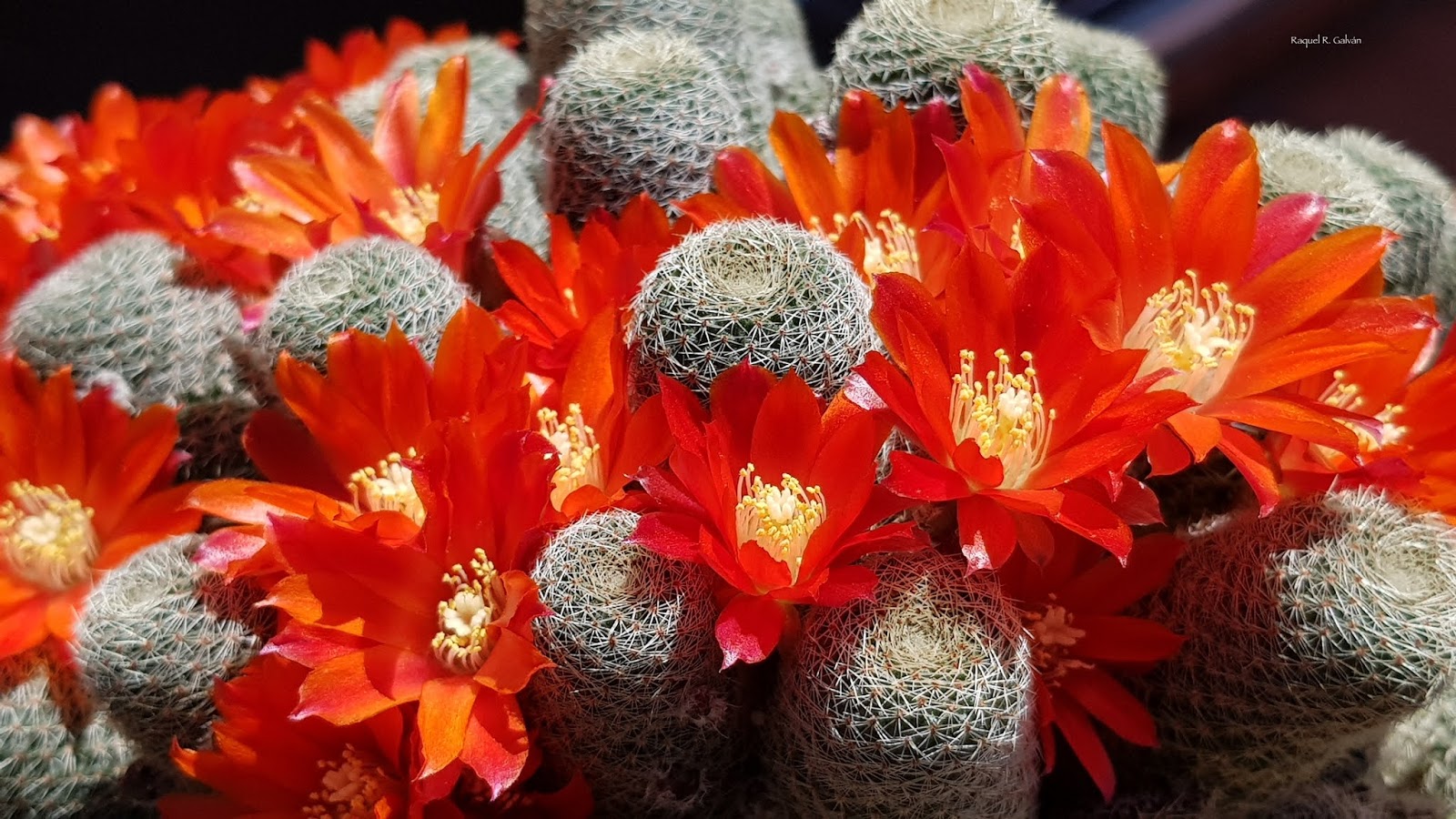 Sen%25CC%2583ora%2BRebutia%2Bdetalle%2Bflores%2By%2Bcactus.jpg