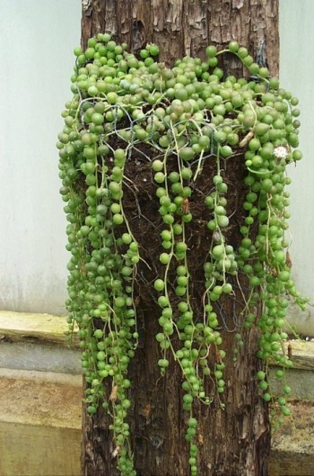 Senecio%20rowleyanus.jpg