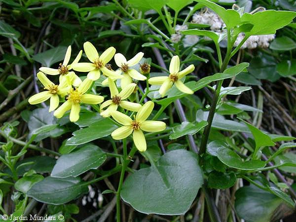 senecio-angulatus.jpg