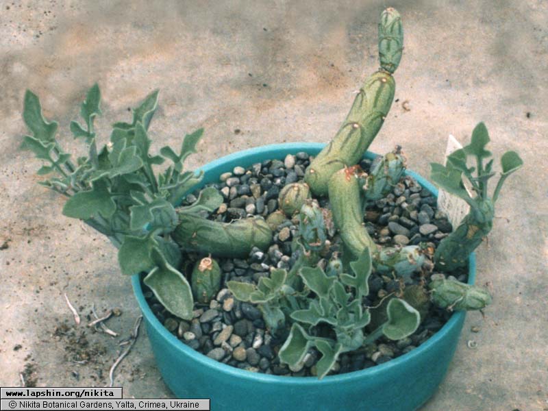 Senecio-articulata-6407-21-2001.jpg
