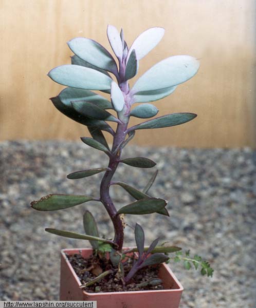 Senecio-crassissimus-7550-2-1999.jpg