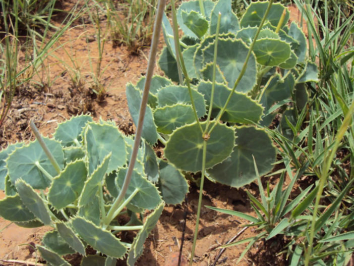 Senecio-oxyriifolius-False-Nasturtium1-702x527.jpg