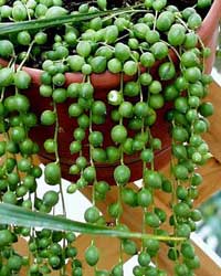 senecio-rowleyanus.jpg
