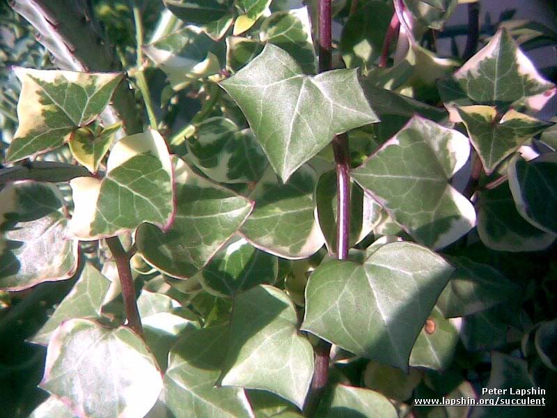 senecio1.jpg