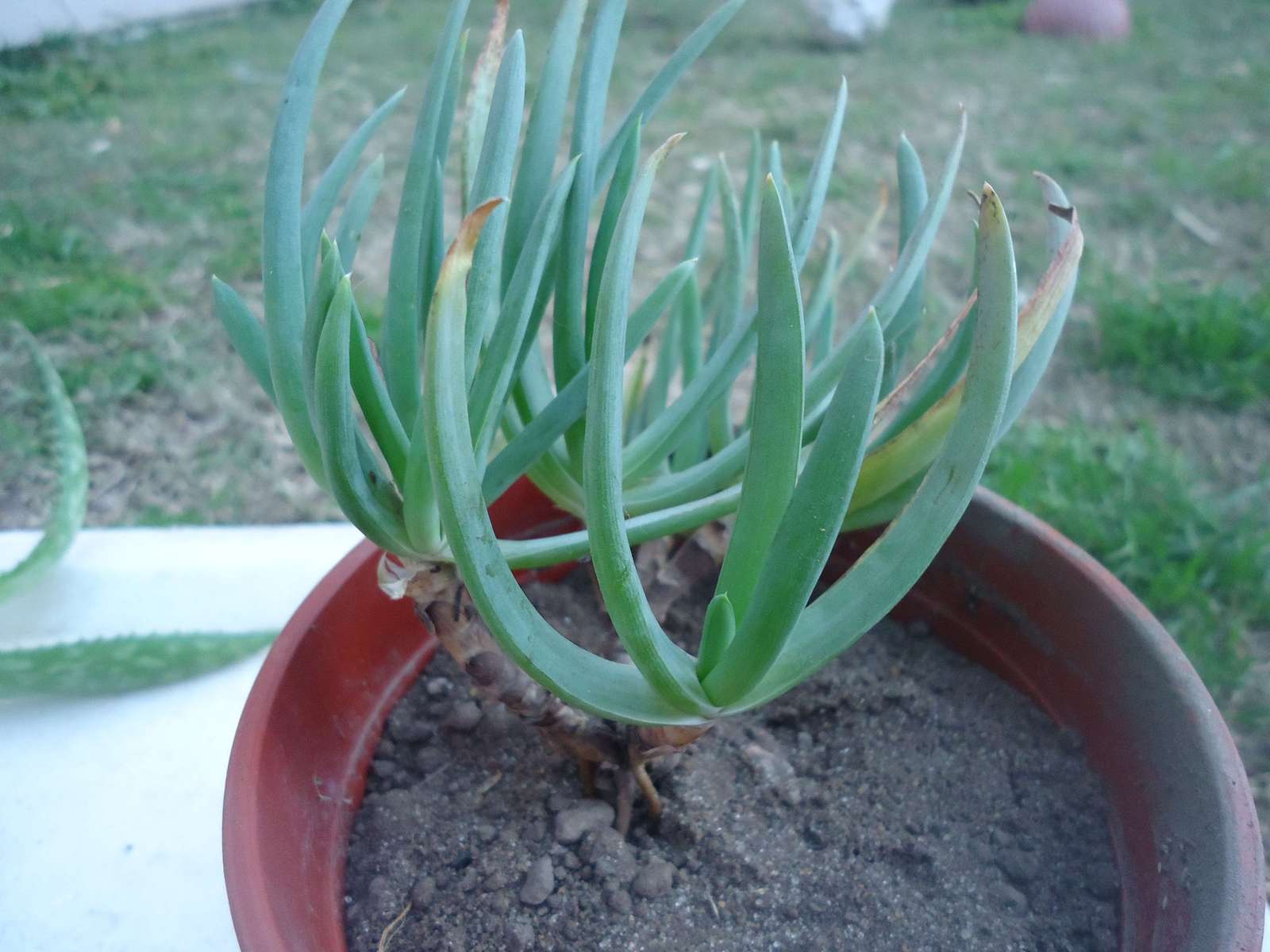 senecio1.jpg
