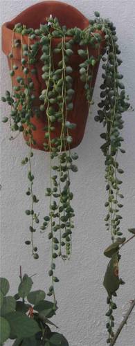 senecio_2.jpg