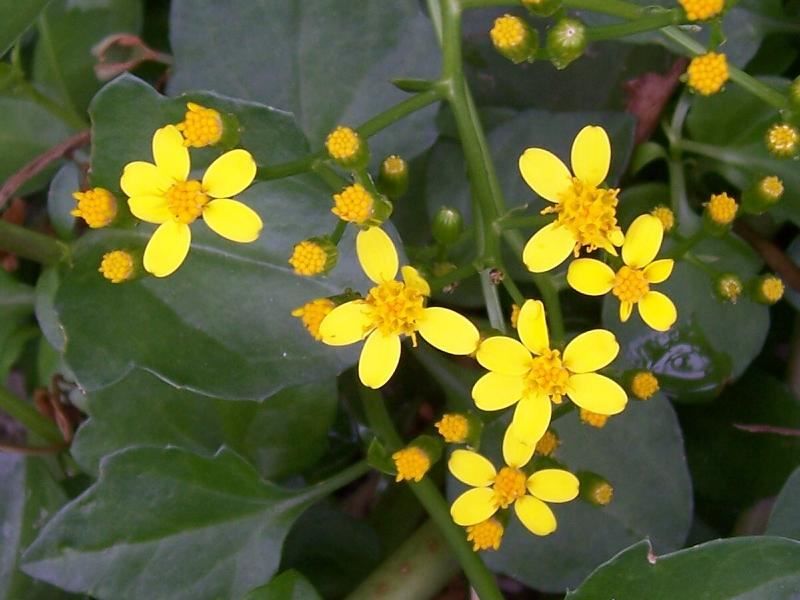 senecio_angulatus_3.jpg