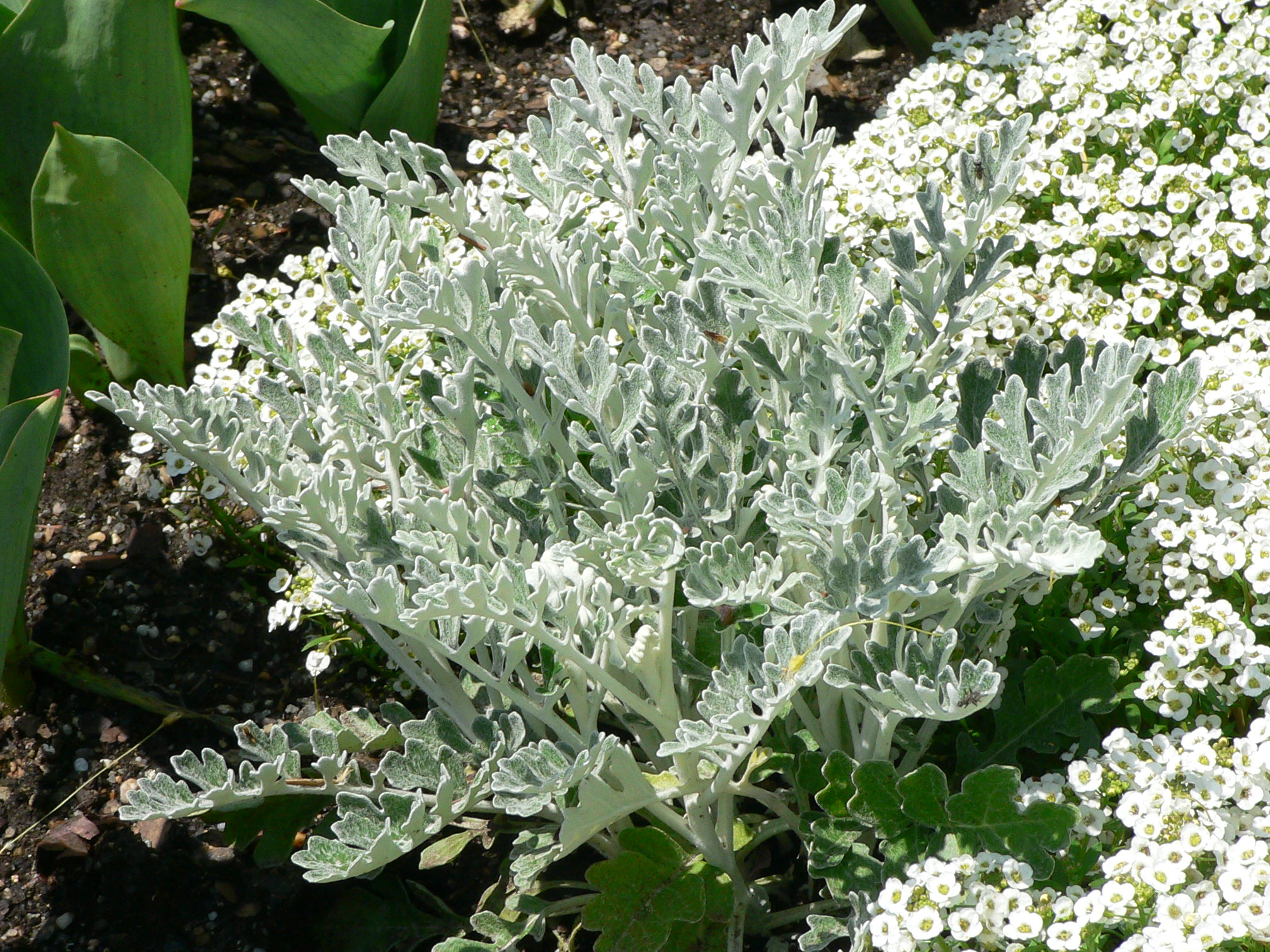 Senecio_cineraria.jpg