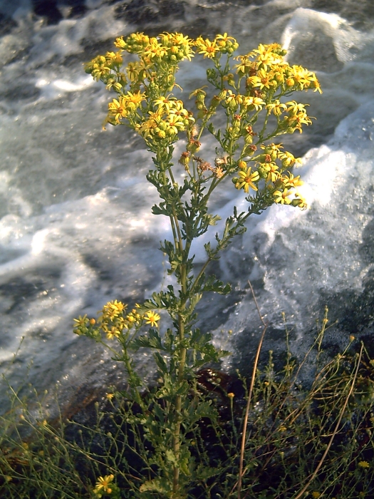 Senecio_jacobaea2m.jpg