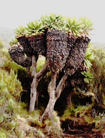Senecio_kilimanjari.jpg