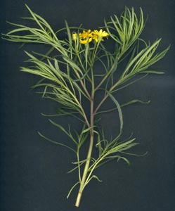 Senecio_malacitanus_sp.jpg