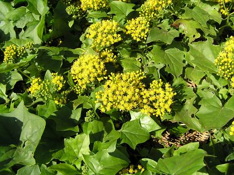 senecio_mikanioides.jpg