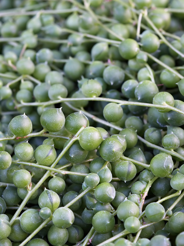 senecio_rowleyanus.jpg