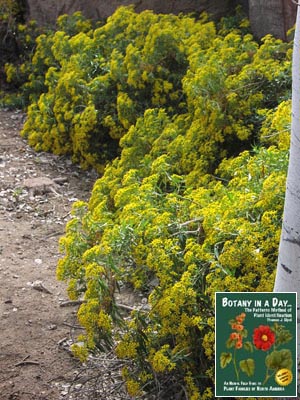 Senecio_salignus.AZDM.1.jpg