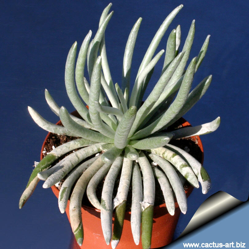 Senecio_scaposus_810.jpg