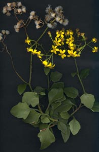 Senecio_tamoides_sp.jpg
