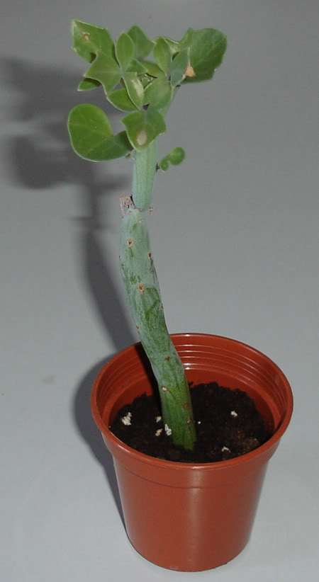 senecioarticulatus07_2008-1.jpg