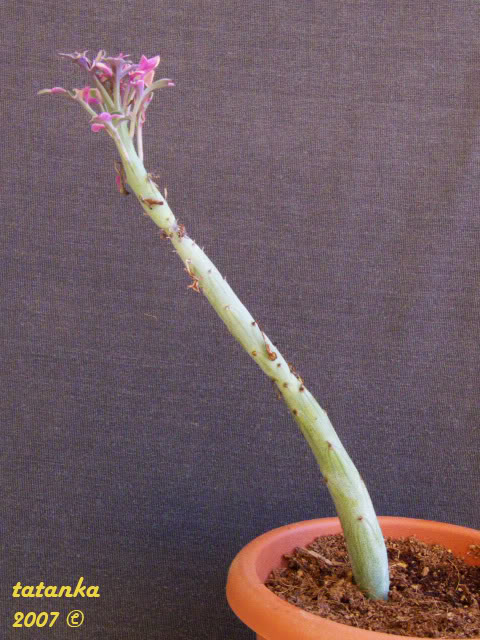 senecioarticulatusvariegatacandl-1.jpg