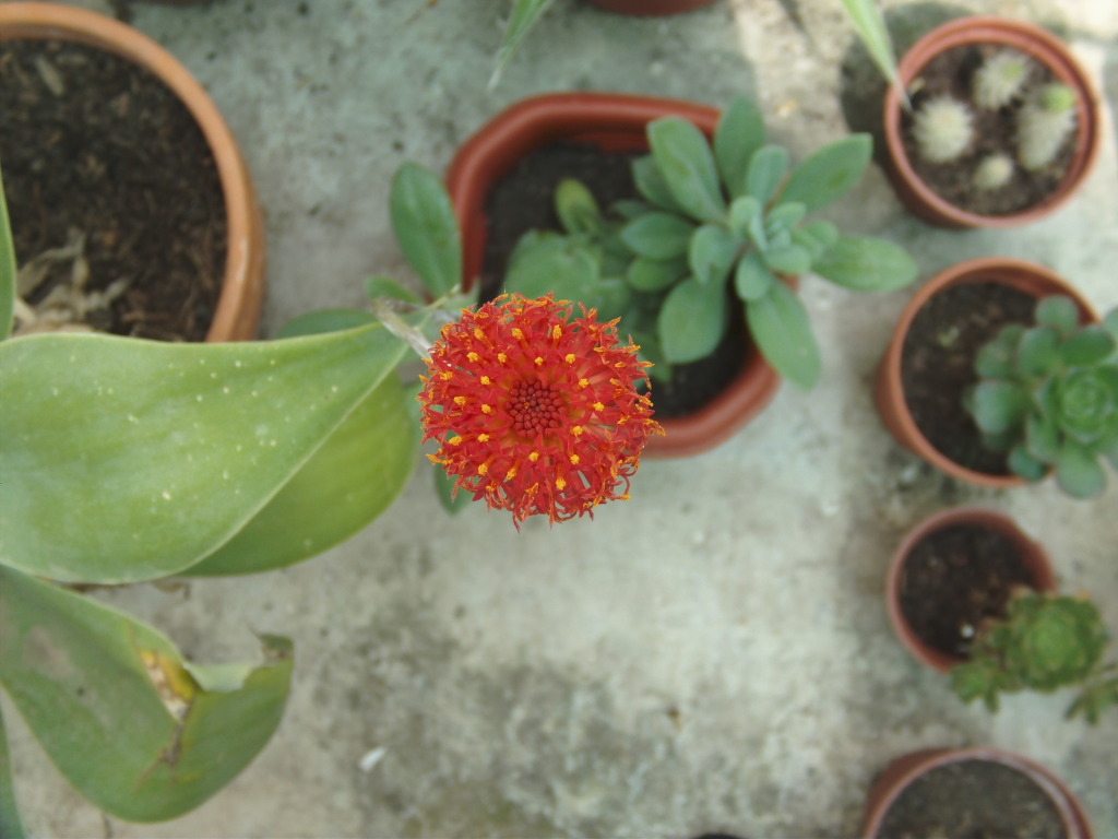 Seneciofulgensenflor.jpg