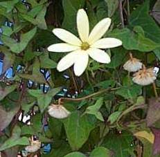 seneciomacro2.jpg